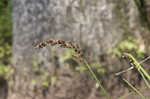 Cypressknee sedge